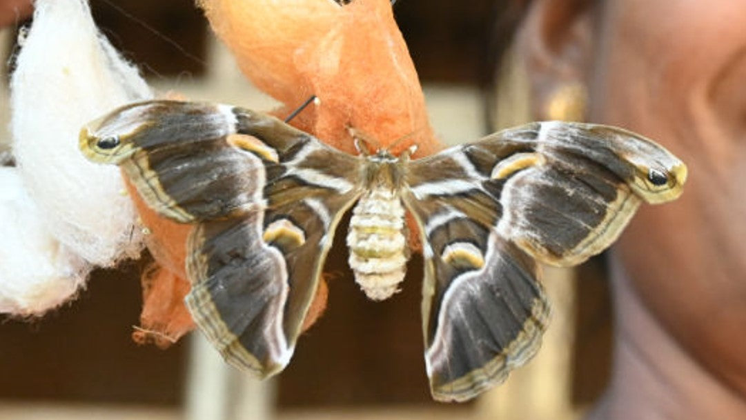 Seide Ganzjahresdecke SIENA