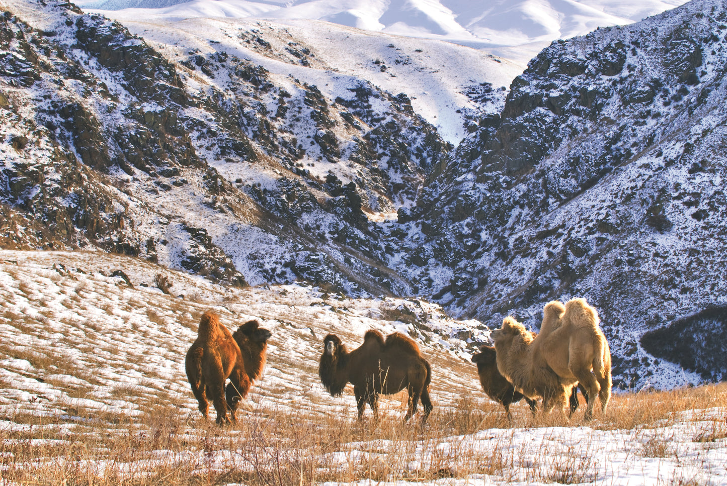 Camel dun / ren ny ull täcke CARINI - vinter